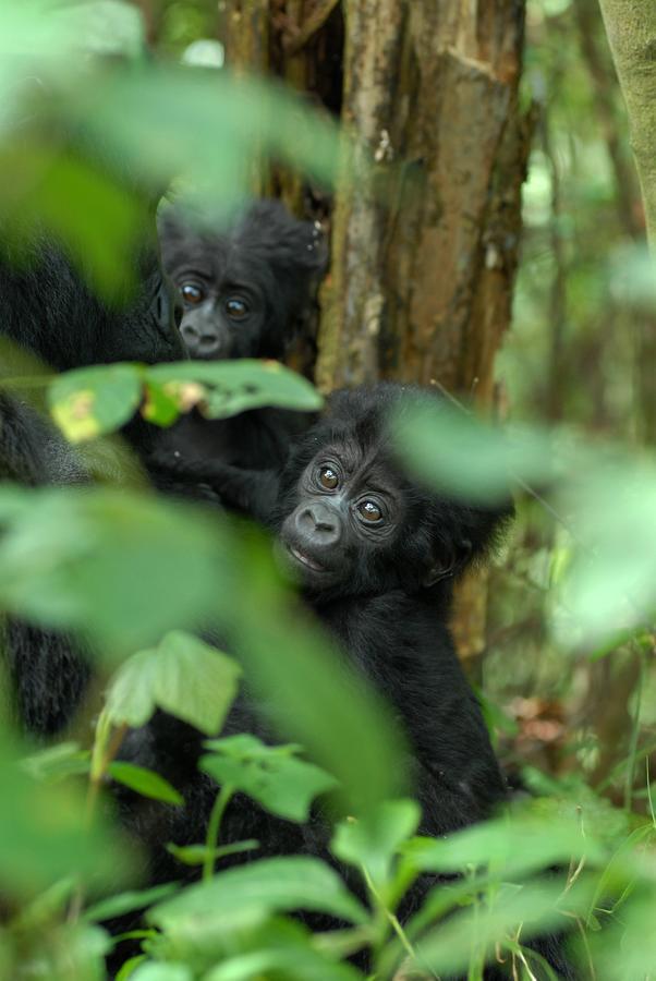 Nkuringo Bwindi Gorilla Lodge エクステリア 写真